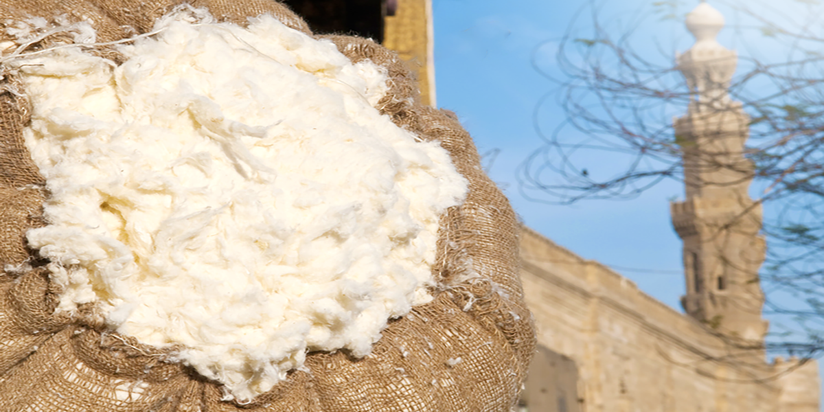 What is Egyptian Cotton? And what is special about it? MADEINEGYPT.CA