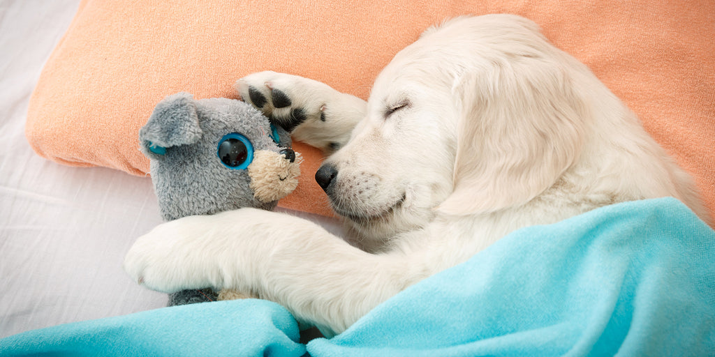 a sleeping puppy hugging a teddy bear