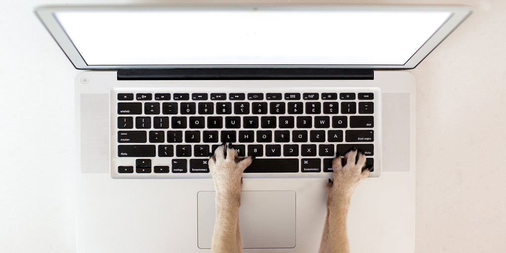 dog typing on keyboard