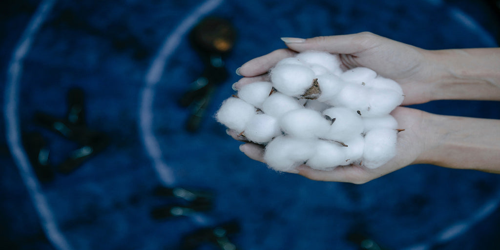 hands holding some cotton flowers