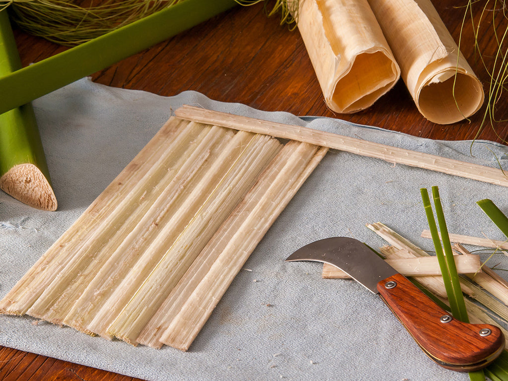 preparing papyrus plant